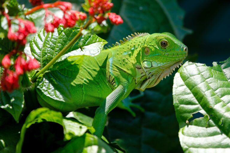 peligros de liberar animales exóticos en la naturaleza
