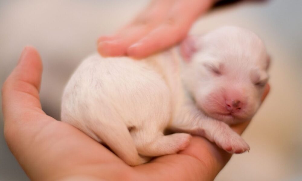 cómo cuidar cachorros recién nacidos de perro