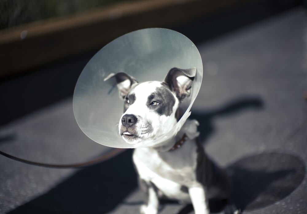 El collar isabelino es no de los accesorios veterinarios más recomendados
