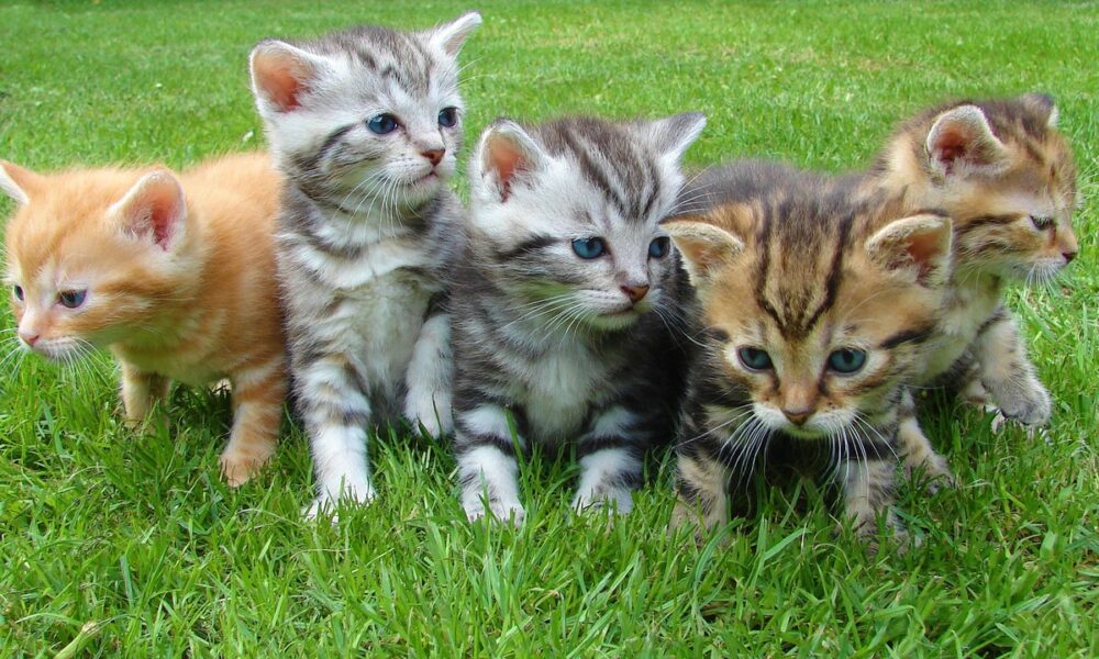 Sigue estos consejos para cuidar cachorros recién nacidos de gato