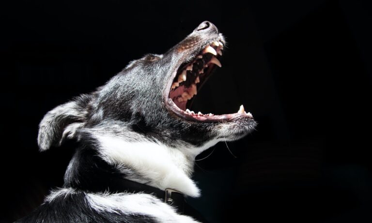 Sigue estos cuidados para la dentadura de los perros y ten un perro sano
