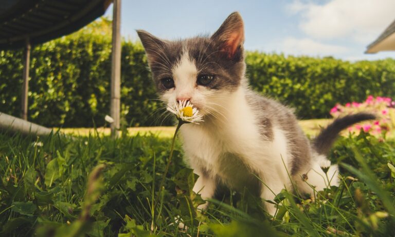 Comment accueillir un chaton chez soi si l'on a déjà d'autres animaux de compagnie ?