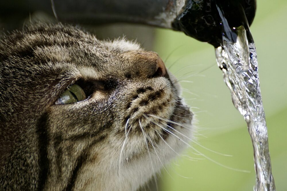 Une consommation d’eau accrue ou diminuée sont quelques symptômes de problèmes rénaux chez les chats.