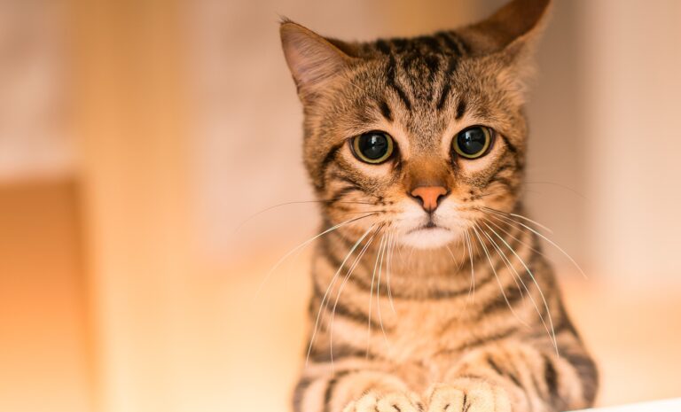 Causes de paralysie chez le chat