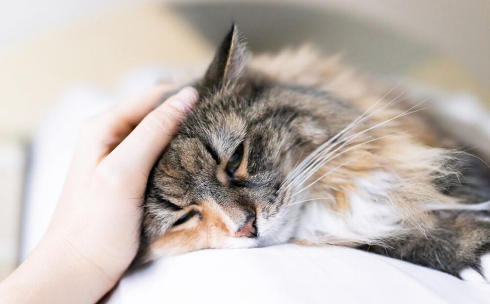 Causes de paralysie chez le chat