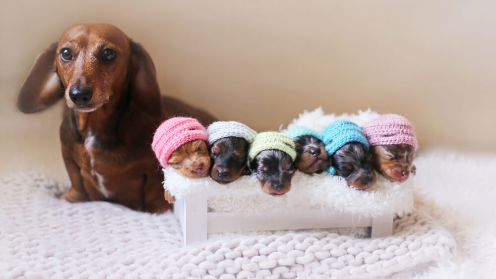 cuidar cachorros recién nacidos de perro