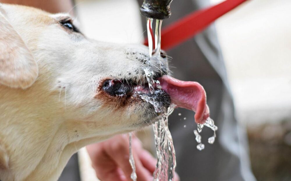 le chien boit l'eau salée de la mer