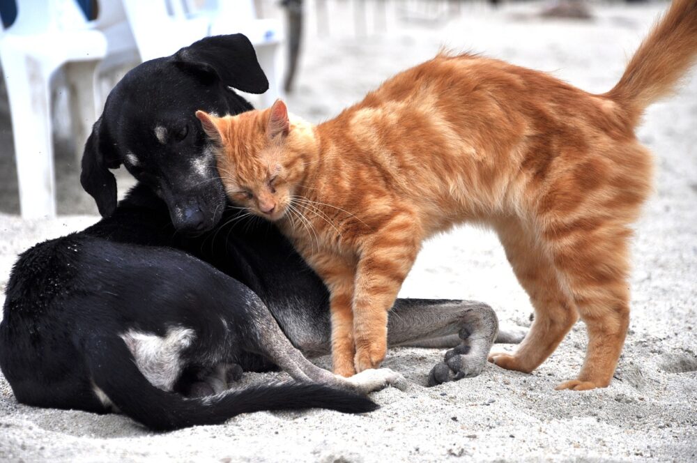 Les chiens et les chats peuvent s'entendre