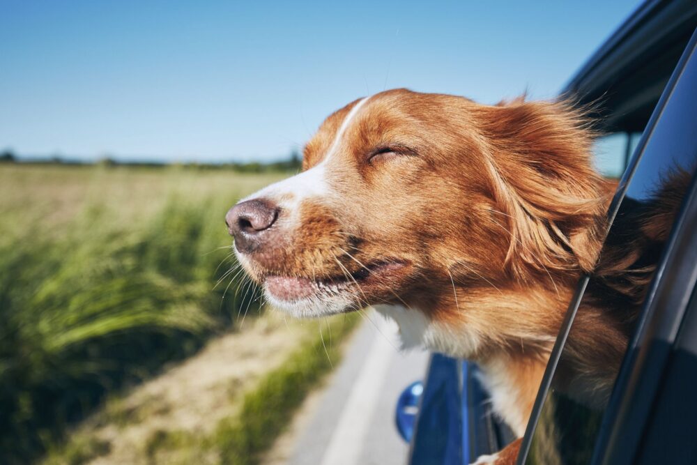 perro esté tranquilo durante los viajes en coche