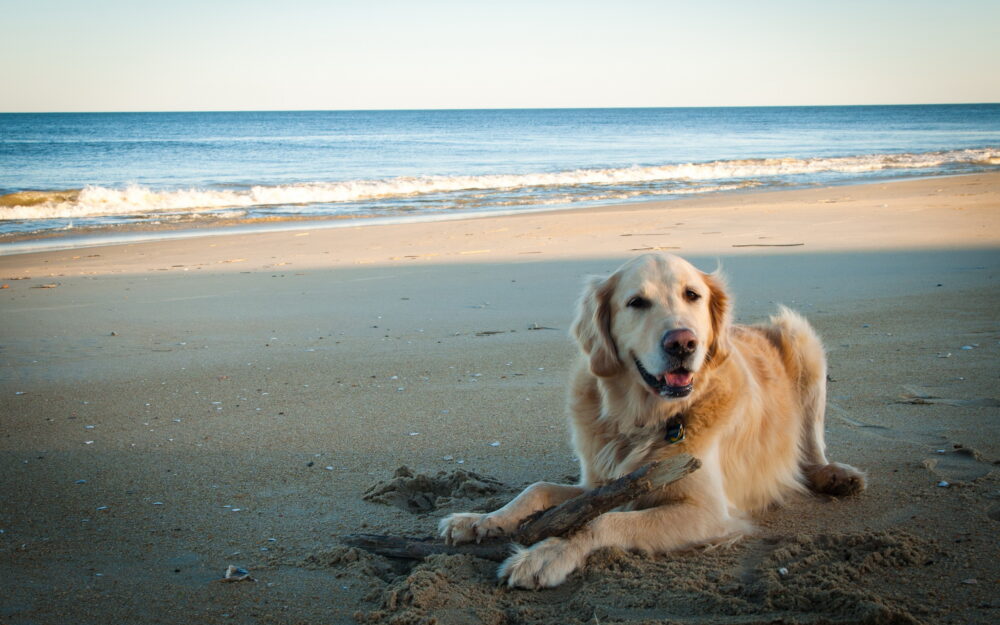 perro beba agua salada del mar