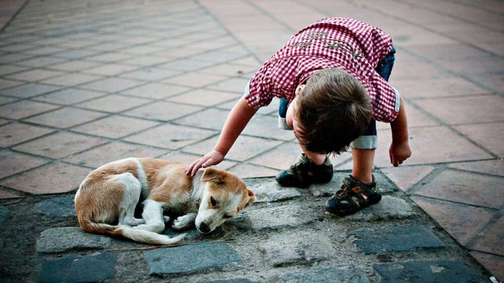 Pourquoi adopter un chien abandonné