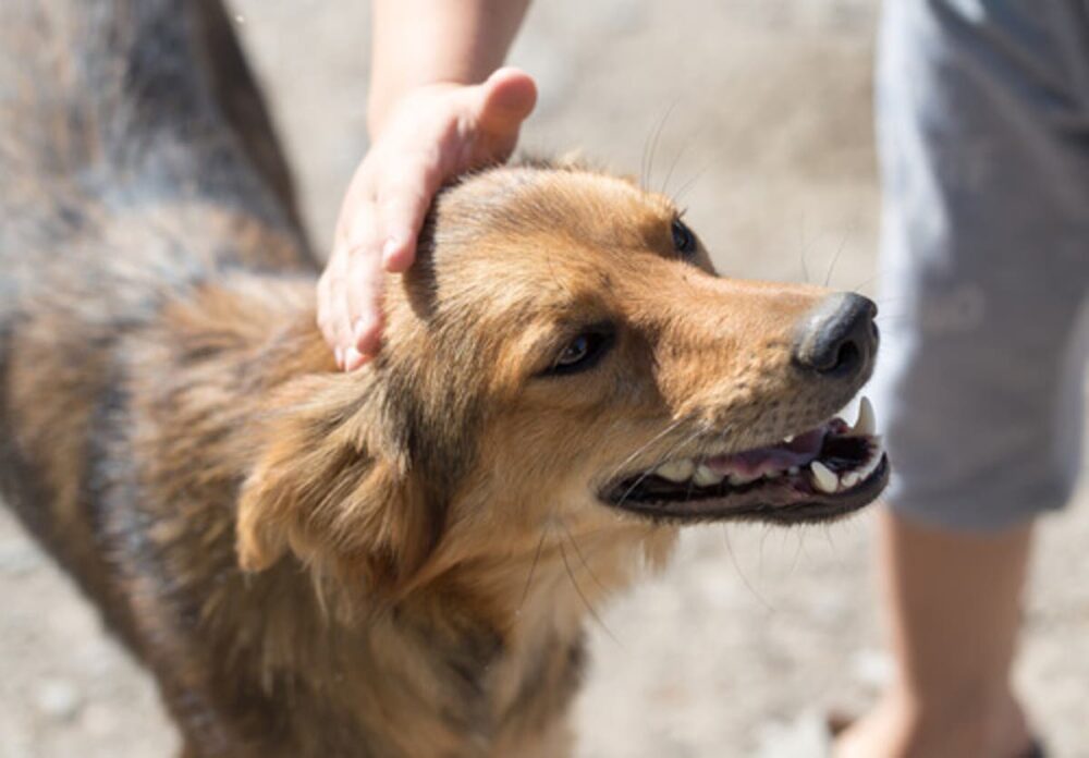 Pourquoi adopter un chien abandonné