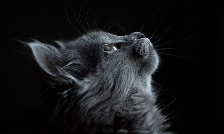 Découvrez les problèmes rénaux chez le chat : causes et traitements