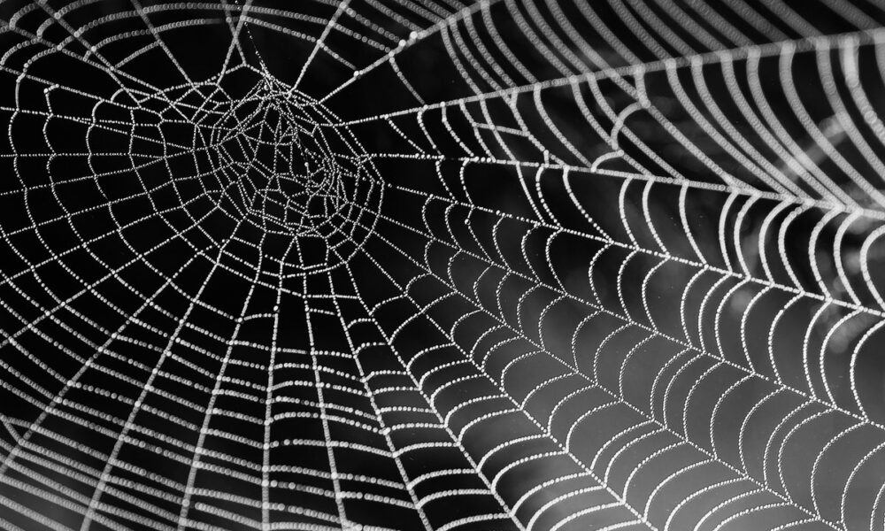 Descubre qué es el miedo a las arañas o aracnofobia