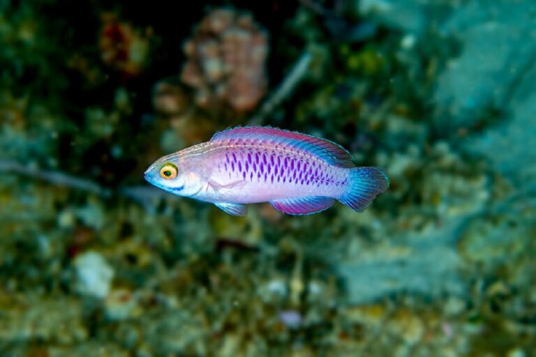 Conoce algunas de las especies extrañas que han sido descubiertas recientemente en el océano