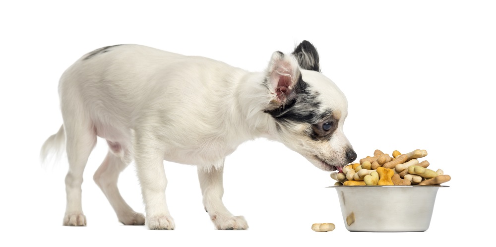 Évitez les sucres et les sucreries chez les chiens