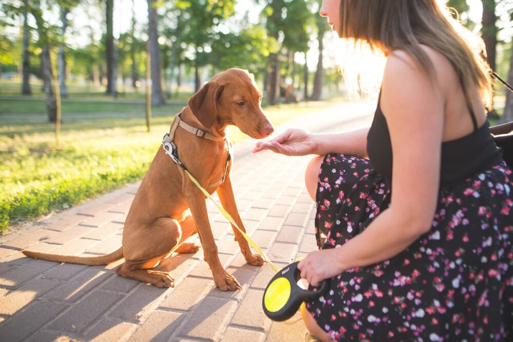 Cómo de peligrosos son el azúcar y dulces para los perros