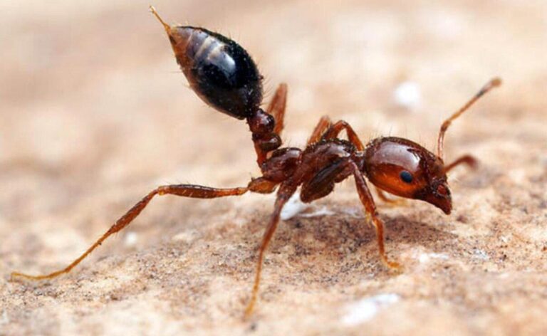 Los insectos más peligrosos del mundo
