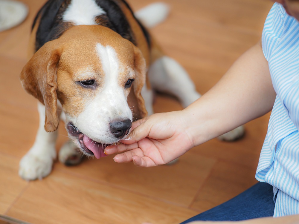 Les dangers de donner des bonbons aux chiens
