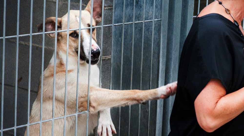 Des chiens dressés pour détecter le coronavirus