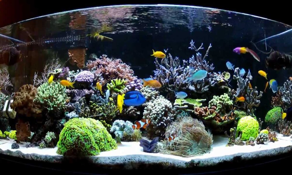 trasladar un acuario marino en funcionamiento
