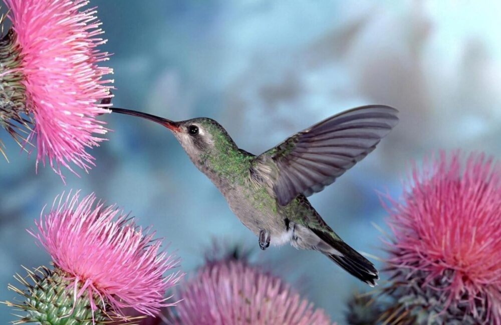 aves que se alimentan de néctar
