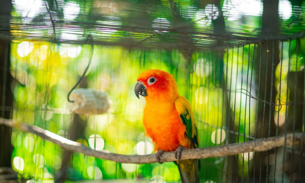Descubre en qué consiste el enriquecimiento ambiental para jaulas de pájaros