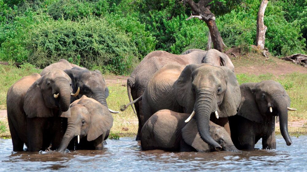 Les éléphants du Botswana