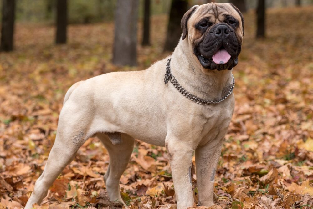 les meilleures races de chiens de garde