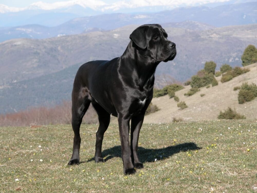 race Cane Corso
