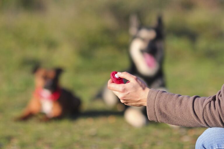 utilisez un clicker pour dresser votre chien