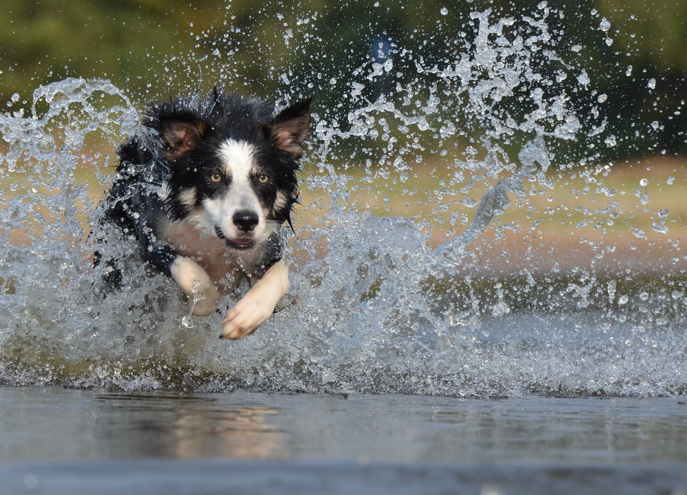 Una de las alternativas para no cortar el pelo de tu perro por el calor, es dejar que se meta en el agua cuando quiera