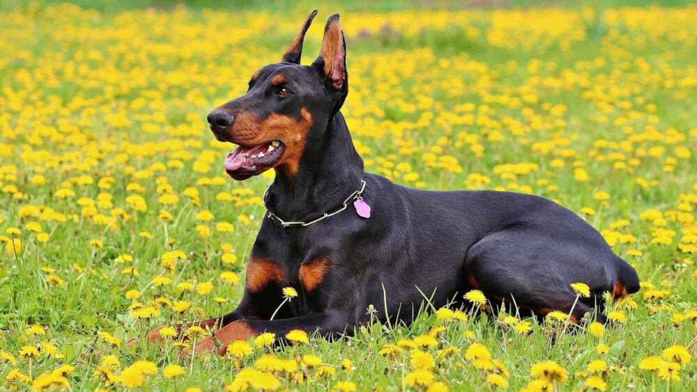 les meilleures races de chiens de garde