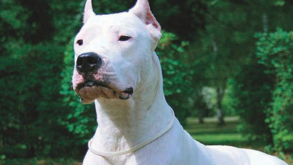 Dogue argentin
