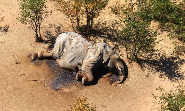 elefantes de Botswana