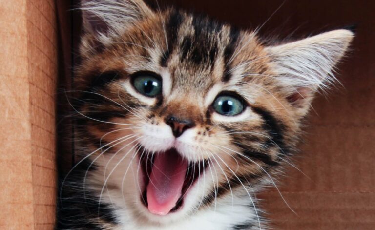 maladies mentales chez les chats