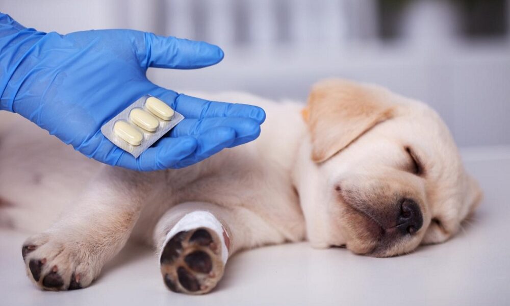 Les médicaments humains sont dangereux pour les animaux de compagnie