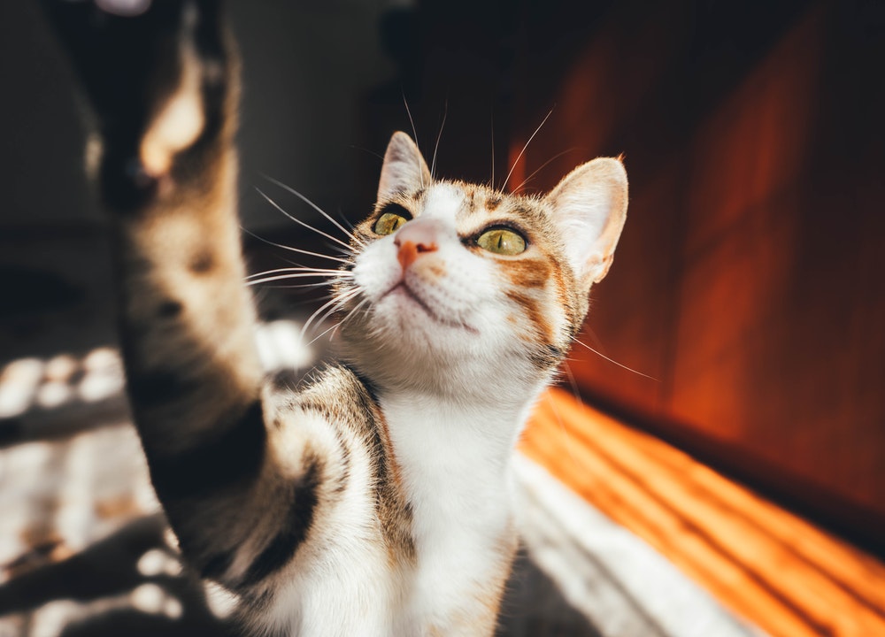 Les chats miaulent lorsqu’ils demandent de la nourriture ou lorsqu’ils recherchent de l’affection.