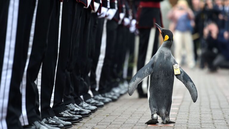 Animales en el ejército: el coronel Nils Olav