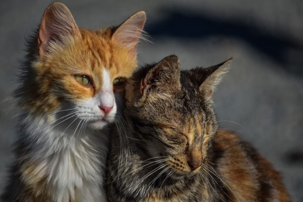 Nombres originales y bonitos para gatos