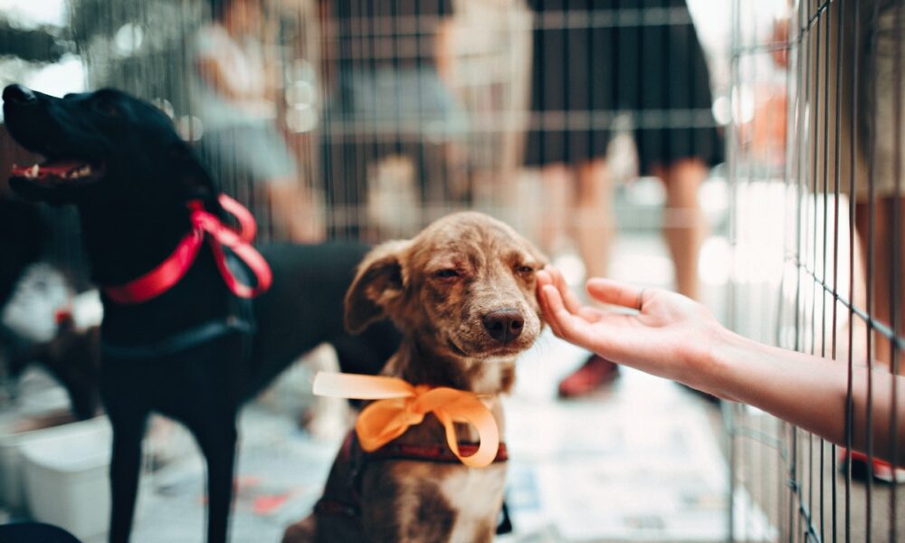 Conoce nuestra lista de nombres originales y bonitos para perros