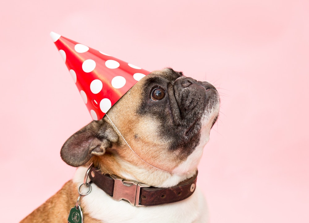 Choisissez un nom joli et original pour votre chien, il sera sa marque de fabrique