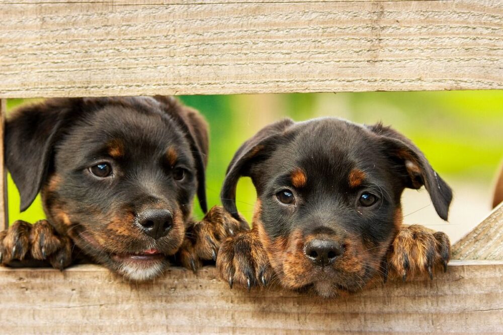 perro reconozca a sur hermanos