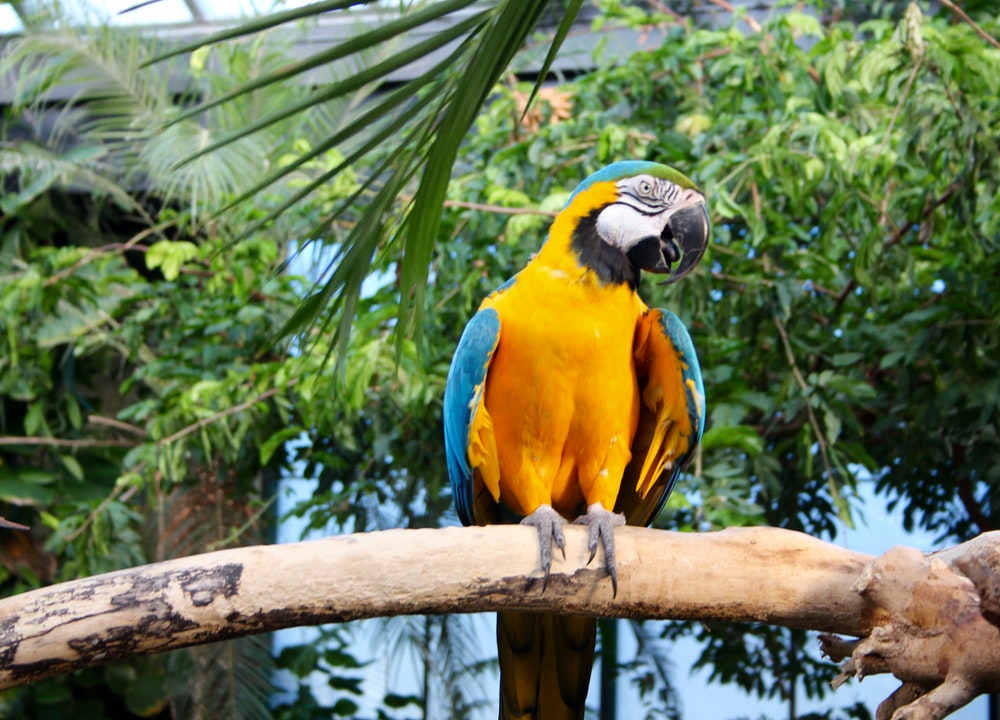 La taille de la cage et les jeux sont essentiels pour améliorer la vie de votre animal.