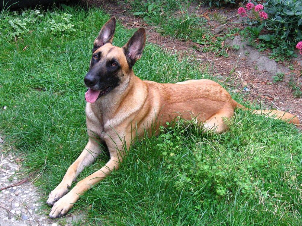 les meilleures races de chiens de garde