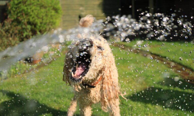 Te contamos por qué no debes cortar el pelo a los perros por el calor