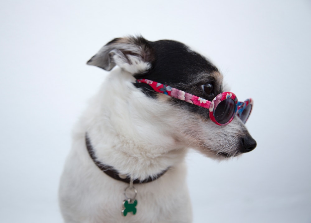 Ceux des séries et des films sont quelques-uns des noms originaux et beaux pour les chiens