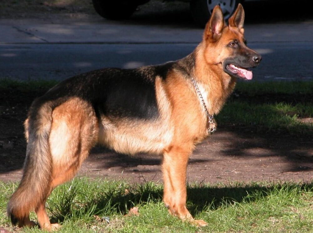 mejores razas de perro guardián