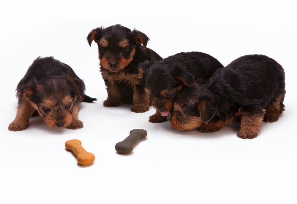 Descubre si es bueno alimentar a un perro solo con carne