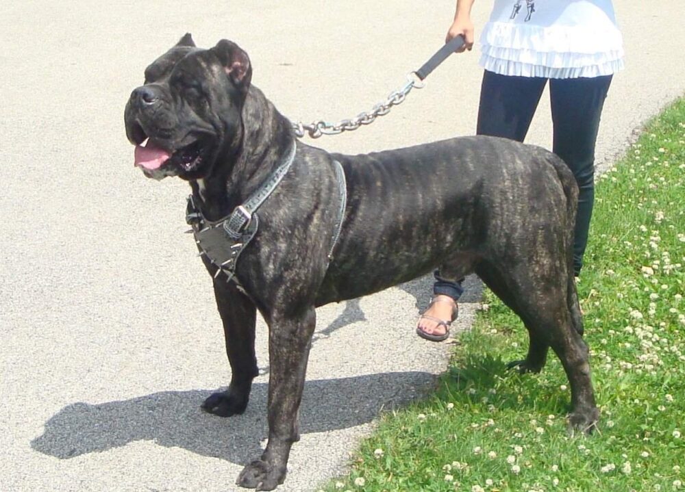 les meilleures races de chiens de garde